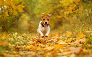 Dog running fall leaves open - tongue free wallpaper