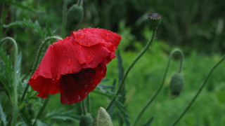 Red flower water droplets macro 27 - a red flower free wallpaper