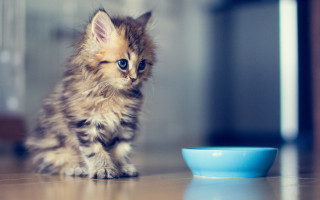 Small kitten blue bowl cute - the floor of a house free wallpaper