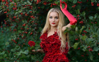 Red dress roses bush umbrella - red rose free wallpaper