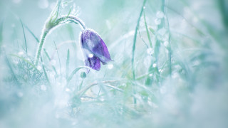 Purple flower dew grass macro - a purple flower free wallpaper