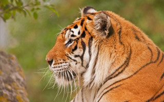 Tiger shade tree looks distant - a tiger free wallpaper