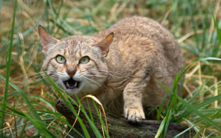 Cat log grass illustration sharp - in the grass free wallpaper