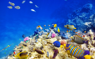 Coral reef fish underwater ecological - white sand free wallpaper