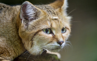 Sad cat blue eyes tree - a sad look free wallpaper