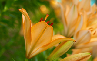 Yellow flower green leaves blurry 3 - anne rigney free wallpaper