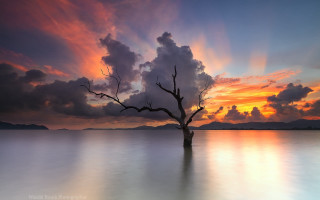 Tree water sunset clouds beach - anthony s waters free wallpaper for desktop