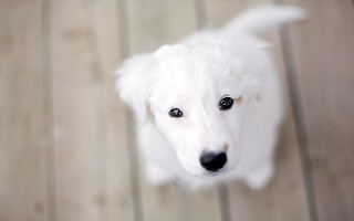 Shiba inu white dog black - a black nose free wallpaper