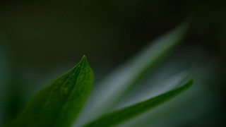 Green leaf macro shallow depth - a green leaf free wallpaper
