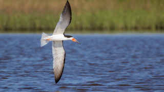 Seagull flying over water with - animal photography free wallpaper