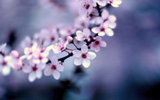 Pink flowers tree branch blurry 2 - a branch of a tree free wallpaper
