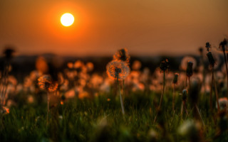 Grass sunset dandelions blurry bokeh - a sun in the background free wallpaper