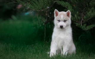 White brown dog sitting grass - a tree and bushes free wallpaper