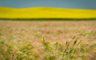 Field grass yellow hill blue - a few cloud free wallpaper