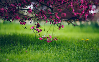 Pink flower tree bush blurry - a blurry background of the grass free wallpaper