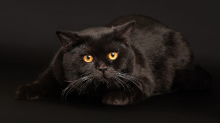 Black cat yellow eyes synthetism - a black surface free wallpaper