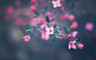 Pink flower green leaves blurry 2 - florianne becker free wallpaper