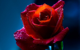 Red rose water droplets blue - a red rose free wallpaper