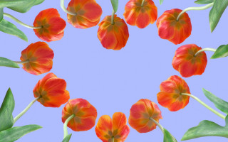 Flowers circle blue background leaves - pincushion len free wallpaper