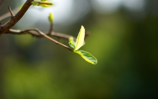 Branch leaf nature macro shallow - the branch free wallpaper