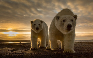 Polar bears sunset beach clouds - a rocky beach free wallpaper