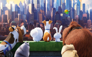 Secret life pets dog bird - the city free wallpaper