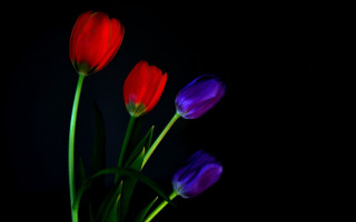 Red purple flower vase stilllife - a vase free wallpaper