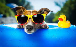 Dog sunglasses rubber ducky water - ducky free wallpaper