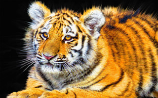 Tiger laying detailed digital painting - a tiger free wallpaper
