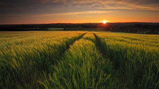 Green grass sunset trail nature - the sun free wallpaper