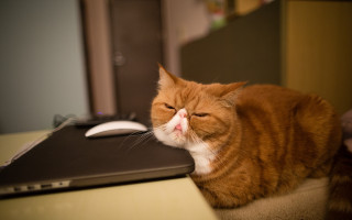 Cat sleeping laptop blurry depth - melting free wallpaper