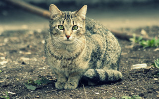 Cat green eyes shallow depth - neoplasticism free wallpaper