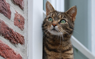 Green eyed cat window brick 2 - a brick wall behind free wallpaper