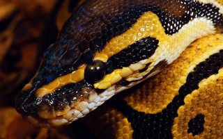 Snake cobra puzzle blurry citylights - head and neck free wallpaper