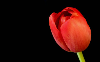 Red tulip green stem black - a green stem in the foreground free wallpaper