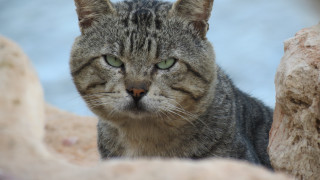 Sad cat green eyes rock - a rock free wallpaper