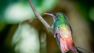 Colorful bird forest branch macro - holography free wallpaper