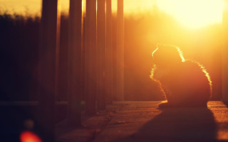 Cat sitting porch sunset cityscape - the sun shining behind free wallpaper