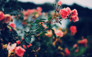 Pink roses green leaves clouds - pink rose free wallpaper