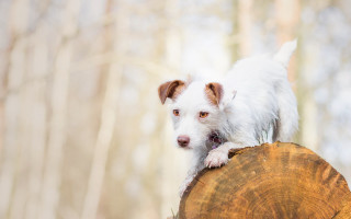 Small white dog on tree - the background and a blurry background free wallpaper