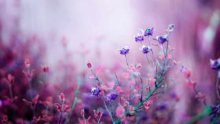 Purple flowers grass blurry background 3 - cindy wright free wallpaper
