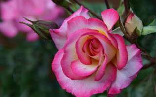 Pink rose white center green - pink rose free wallpaper
