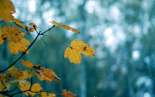 Branch yellow leaves forest green - a blue sky background free wallpaper