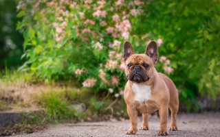 Small brown dog dirt road - a small brown dog free wallpaper