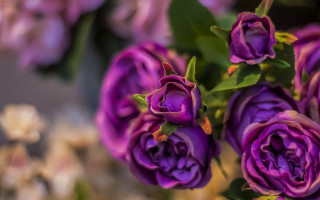 Purple flowers vase green leaves - a vase free wallpaper