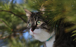Cat tree bamboo greeneye depthbokeh - depth of field free wallpaper
