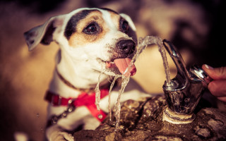 Dog water faucet park collar - a stock photo free wallpaper