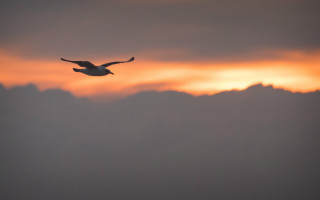 Bird sunset clouds mountain ocean - sunset free wallpaper