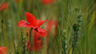 Red flower green grass wheat - an impressionist painting free wallpaper