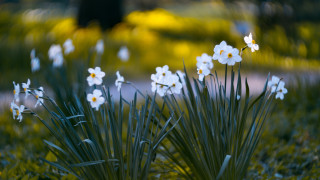 White flower field daisy dandelion - derold page free wallpaper